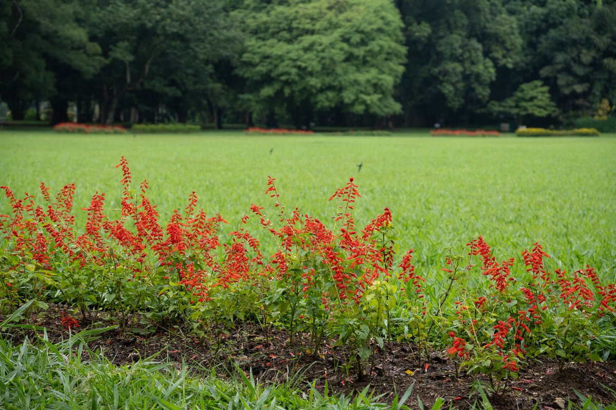 Kandy gardens